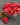 Freeze Dried Fruit Variety Bucket