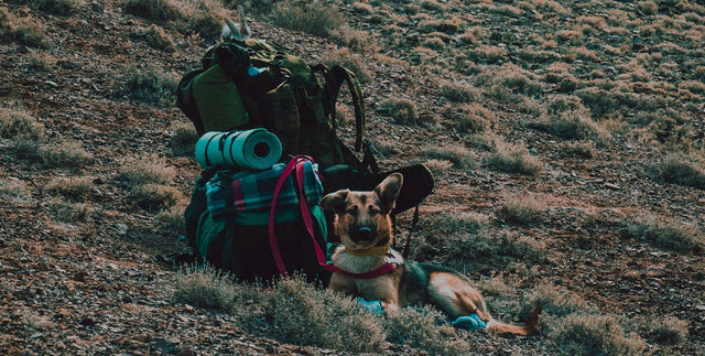 Backpacking-Food-for-Your-Dog