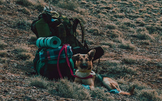 Backpacking-Food-for-Your-Dog