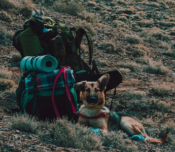 Backpacking-Food-for-Your-Dog