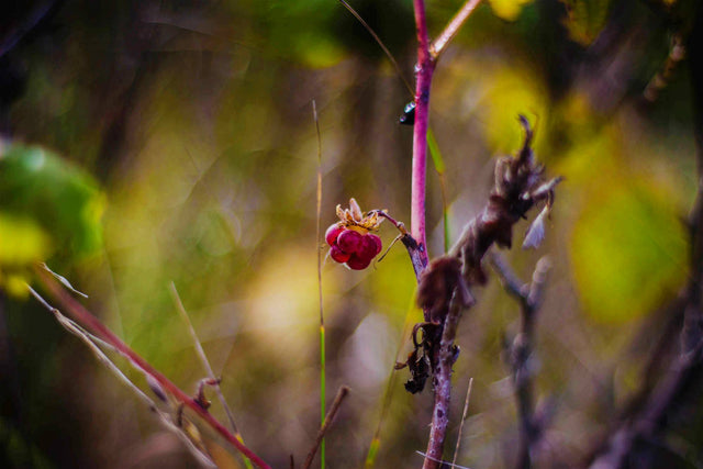 foraging-food-in-the-wild