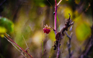 foraging-food-in-the-wild