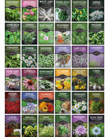 Medicinal Herb Garden - 36 Heirloom Seed Varieties for a Wellness Garden