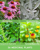 Medicinal Herb Garden - 36 Heirloom Seed Varieties for a Wellness Garden