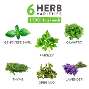 Home Grown Brand, Heirloom Herb Seeds - 6 Variety Pack