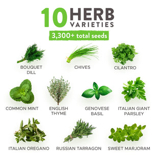 Home Grown 10 Culinary Herb Seeds Non-GMO, Heirloom Seeds - 3000+ Seeds for Planting for Outdoor or Indoor Planting