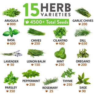 Home Grown 15 Culinary Herb Seeds Vault - Heirloom & Non-GMO Seeds - 4900+ Seeds for Planting Indoor or Outdoor Herb Garden