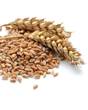 Augason-Farms-Hard-Red-Wheat