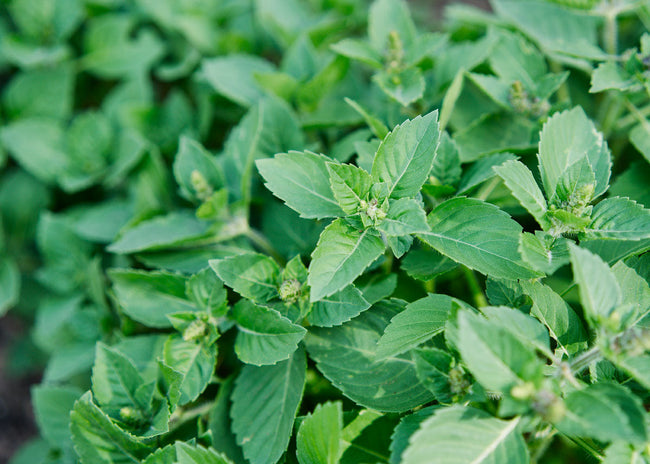 Homegrown Wellness - Seed Collection