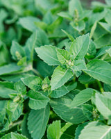 Homegrown Wellness - Seed Collection