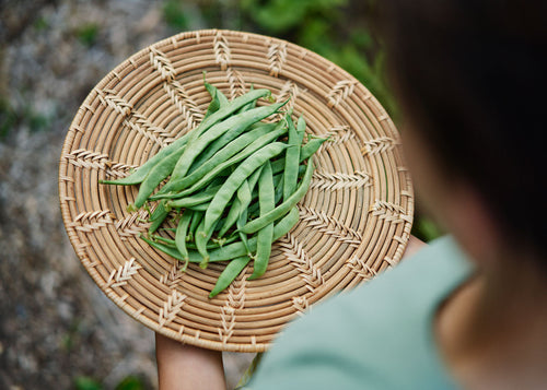The Explorer : Rooted in America - Seed Collection