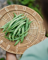 The Explorer : Rooted in America - Seed Collection