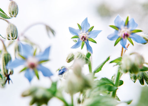 Edible Petals - Seed Collection