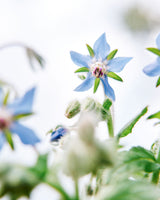 Edible Petals - Seed Collection