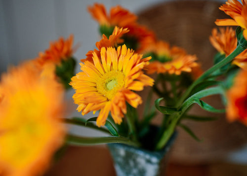Homegrown Wellness - Seed Collection