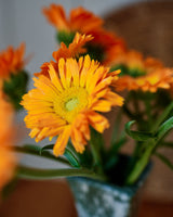 Homegrown Wellness - Seed Collection