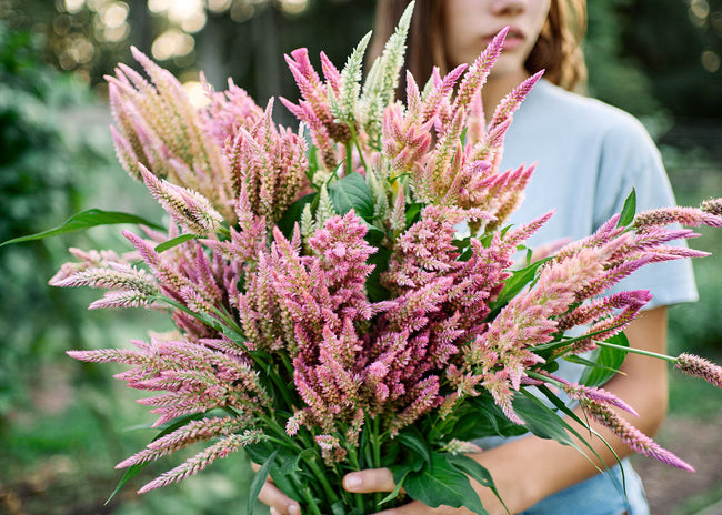 Freshly Cut Blooms - Seed Collection