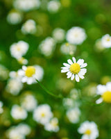 Homegrown Wellness - Seed Collection