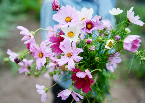 Freshly Cut Blooms - Seed Collection