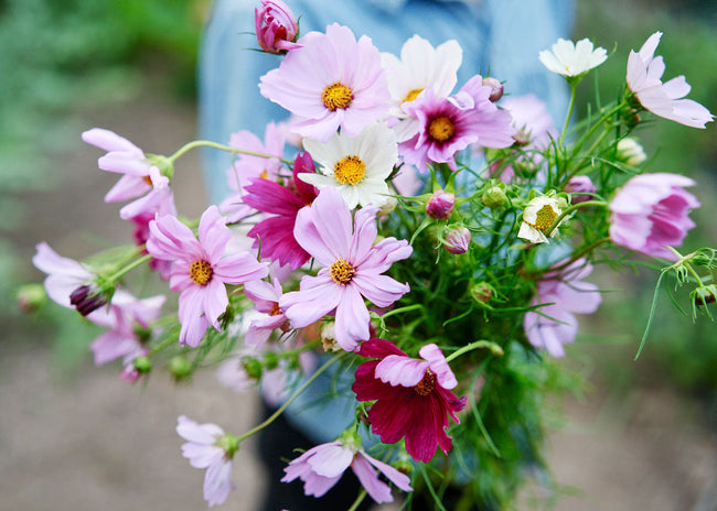 Freshly Cut Blooms - Seed Collection