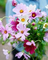 Freshly Cut Blooms - Seed Collection