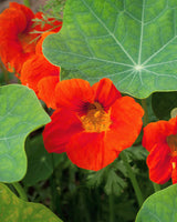 Edible Petals - Seed Collection