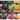 Rare Exotic Vegetable Seed Collection - Grow Something Unique in Your Garden