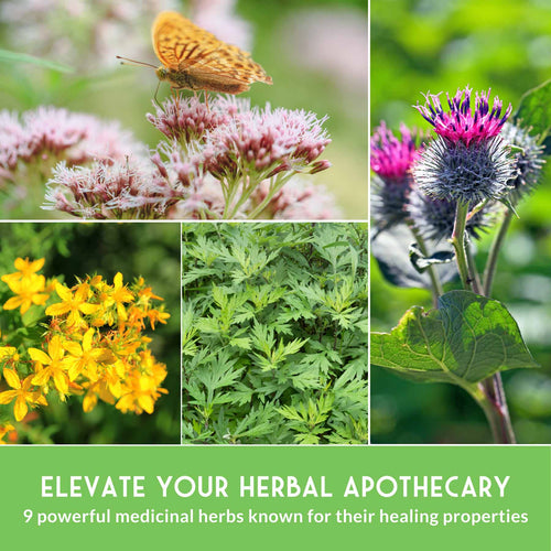 Herbalist Seed Bundle - 9 Important Medicinal Herbs