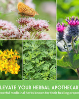 Herbalist Seed Bundle - 9 Important Medicinal Herbs