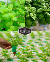 Hydroponic Herb Seed Collection