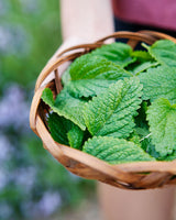Homegrown Wellness - Seed Collection