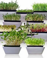 Microgreens 10 Variety Seed Kit