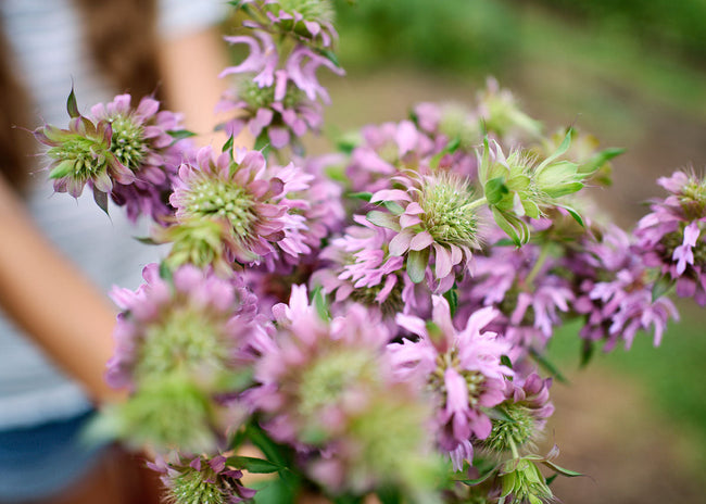 Freshly Cut Blooms - Seed Collection