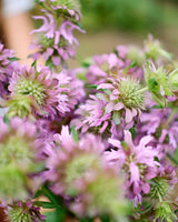 Freshly Cut Blooms - Seed Collection