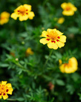 Edible Petals - Seed Collection