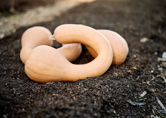 The Explorer : Rooted in America - Seed Collection