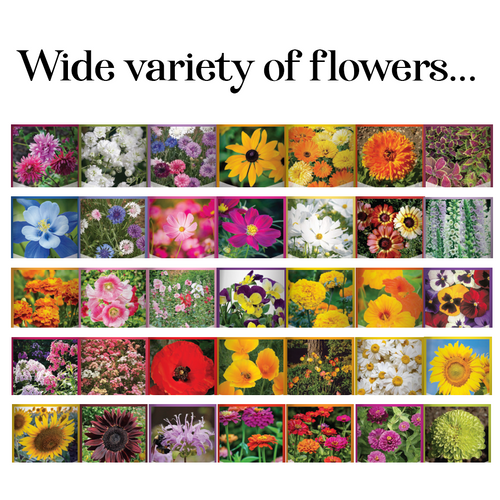 perennial flower seeds for sale Wildflower, Perennial, Annual Flower Seed Kit