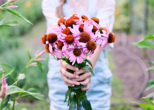 Homegrown Wellness - Seed Collection