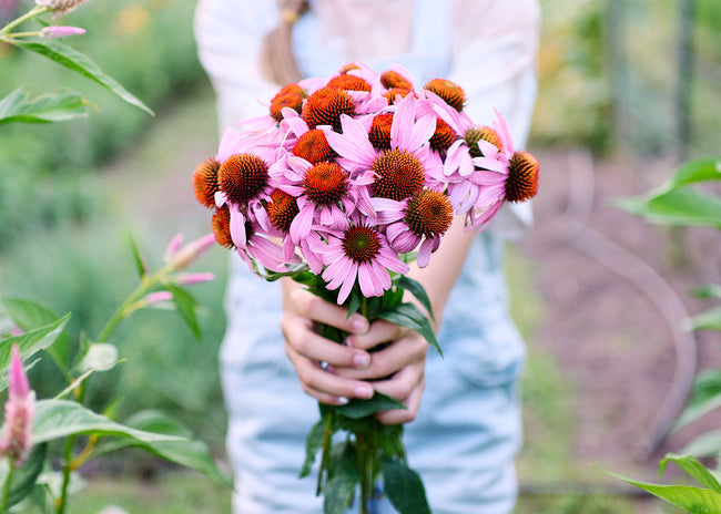 Homegrown Wellness - Seed Collection