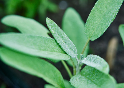 Homegrown Wellness - Seed Collection