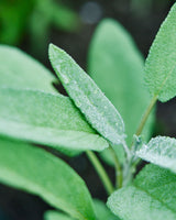 Homegrown Wellness - Seed Collection