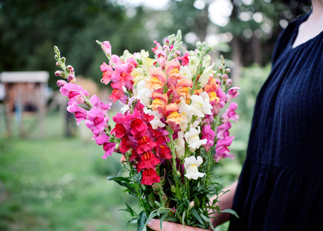Freshly Cut Blooms - Seed Collection