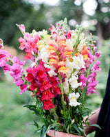 Freshly Cut Blooms - Seed Collection
