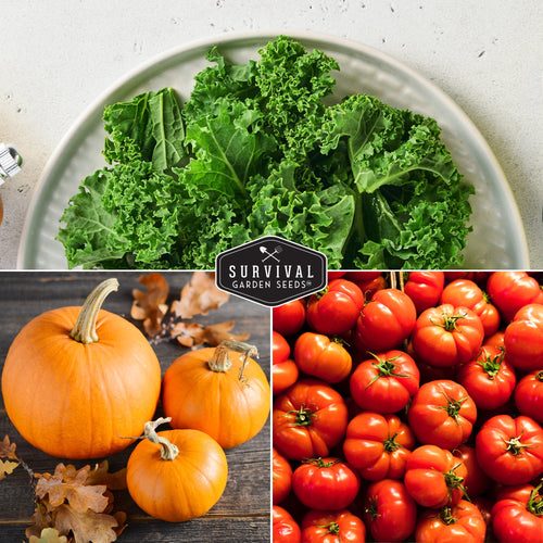 Starter Kit Seed Vault - 20 Delicious Varieties of Vegetables