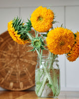 Freshly Cut Blooms - Seed Collection