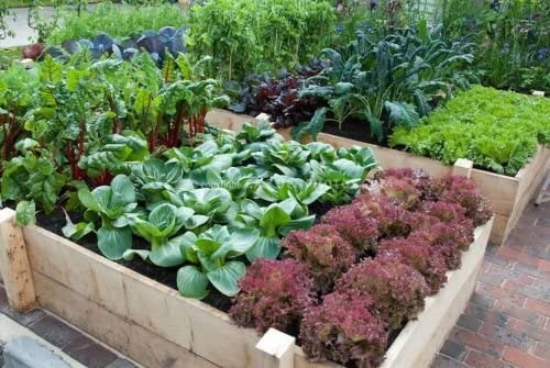 open seed vault survival garden Open Seed Vault Survival Garden Non-GMO Vegetable Garden Seeds