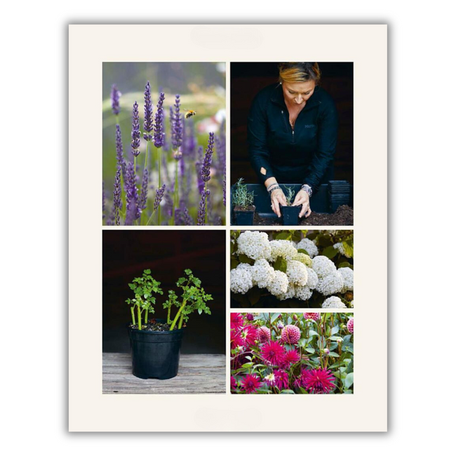 The Money-Saving Gardener (Spiral Bound)