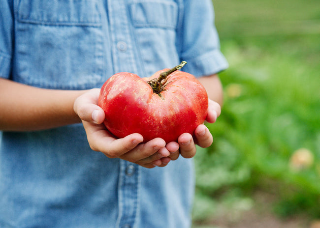 The Explorer : Rooted in America - Seed Collection