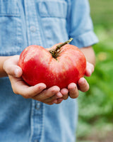 The Explorer : Rooted in America - Seed Collection