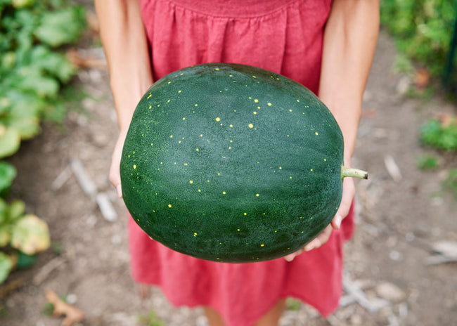 The Explorer : Rooted in America - Seed Collection